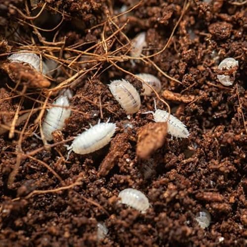 TC INSECTS Dwarf White Isopods (Qty 25+)