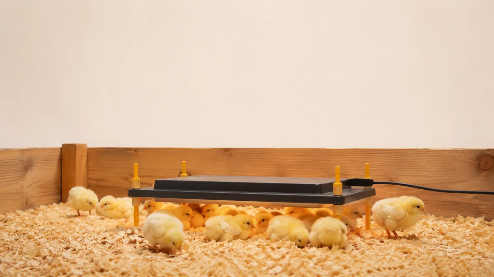 Best Chicken Brooder Heat Plates 2026: Radiant Plates That Replace the Heat Lamp