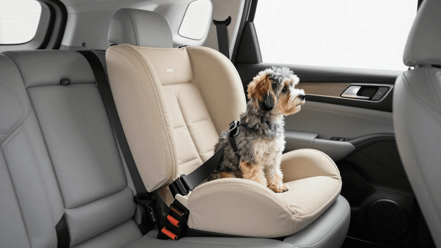 Best Dog Car Booster Seats (Small & Medium Dogs) 2026