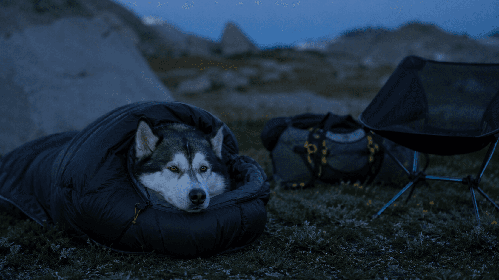 Best Premium Dog Camping & Sleep Gear for Adventure Dogs (2026)