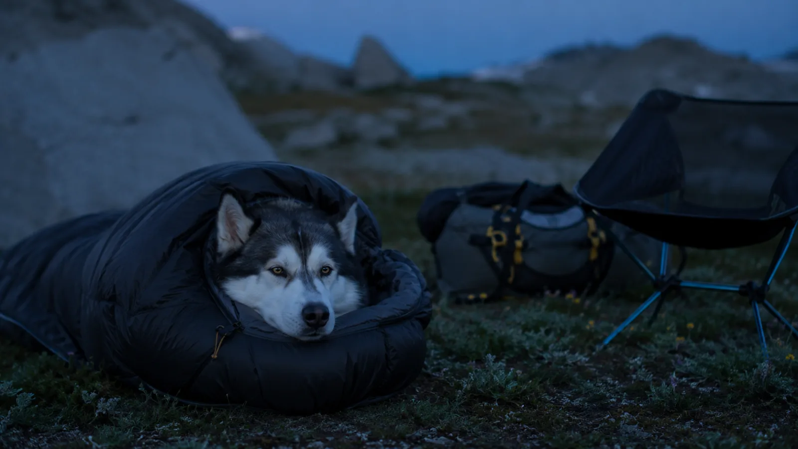 Best Premium Dog Camping & Sleep Gear for Adventure Dogs (2026)