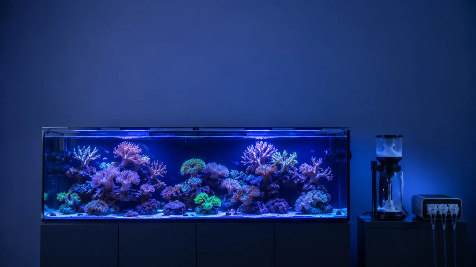 How to Start a Saltwater Reef Tank for Beginners (2026)