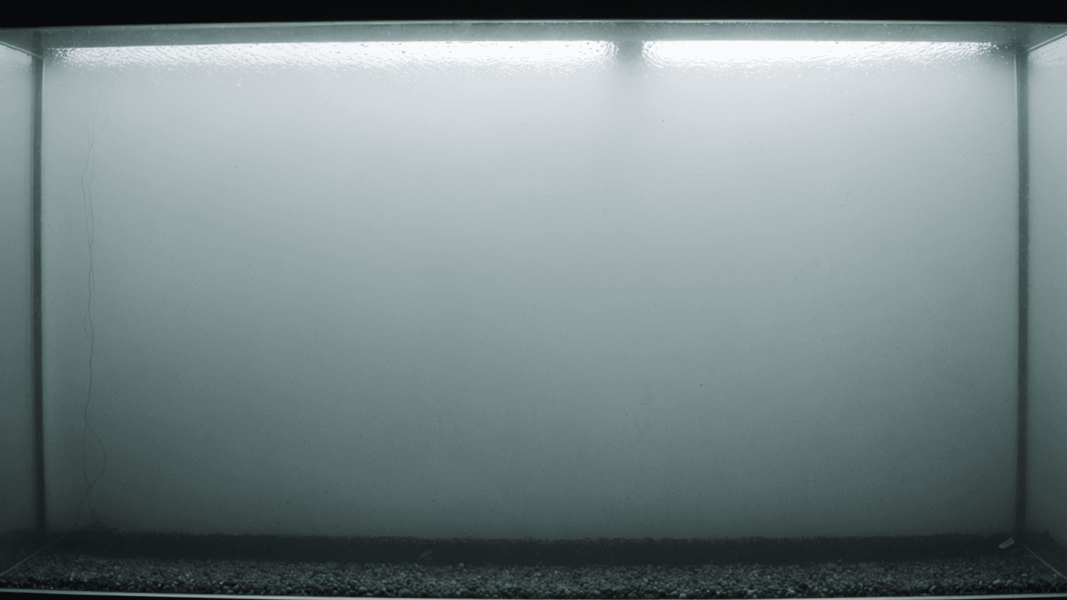 Why Is My Aquarium Water Cloudy? How to Diagnose and Fix It in 2026
