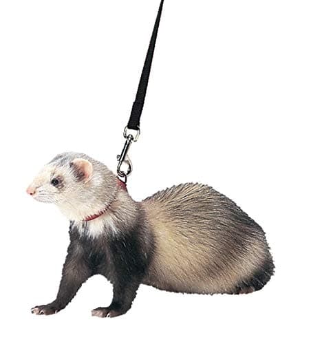 Marshall Ferret Harness and Lead Set (48", adjustable)